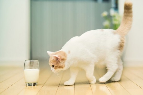 正则表达式的学习与总结